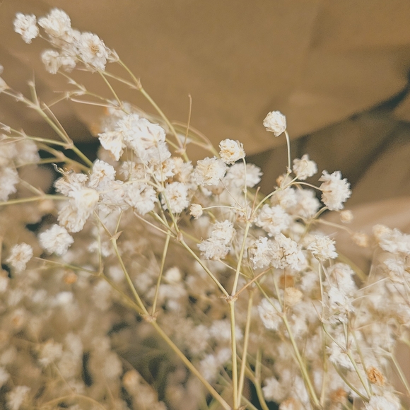 Baby's Breath (Gypsophila) Stem flowers- Dry Flower Bouquet DIY organic Material - Picture 11 of 11